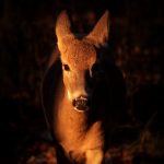 Into the Light: a white-tailed deer doe steps out of the shadows and into a patch of early morning sunlight.