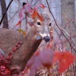 Lady in Red: a white-tailed deer doe walks amid red leaves.