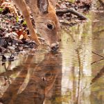 A Moment of Reflection: a white-tailed deer doe sips water from a stream.