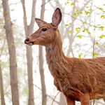 Queen of the Woods: a white-tailed deer doe gazes out over her domain.