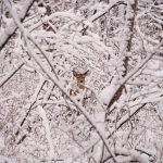 Snowed In: a white-tailed deer doe is surrounded by freshly fallen snow.