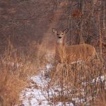 Stepping onto the Trail: a white-tailed deer steps onto a foot trail at the Ojibway Prairie Complex.