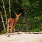 Killbear Park Fawn: a white-tailed deer fawn pauses on the rocks in Killbear Provincial Park.