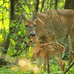 Loving Licks from Mom: a mother white-tailed deer grooms his newborn fawn.