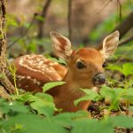 Waiting for Mom: a white-tailed deer fawn lies low while waiting for his mother to return.