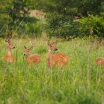 On the Open Prairie: a group of white-tailed deer gather on the open prairie.