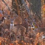 Points on a Compass: a group of whote-tailed deer look in all directions.