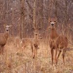 Safety in Numbers: a group of alerted white-tailed deer watch the camera closely.