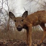 Inspecting the Remote Camera: a white-tailed deer doe approaches at a close range.